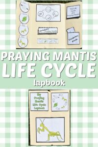 Praying Mantis Life Cycle Lapbook