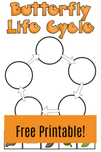 Butterfly Life Cycle