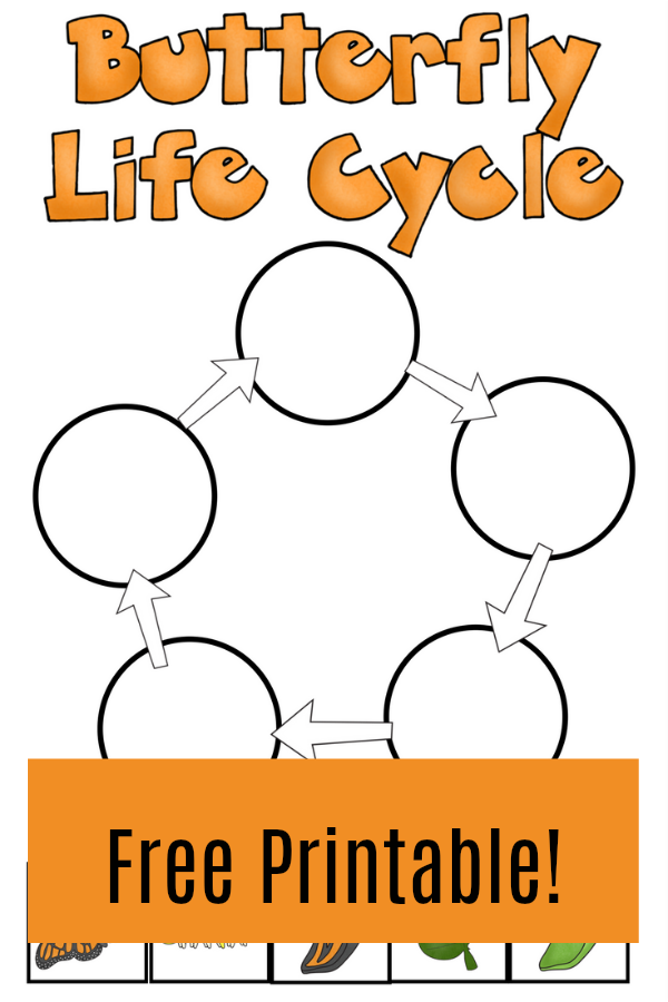 Butterfly Life Cycle - Darcy and Brian - Shop