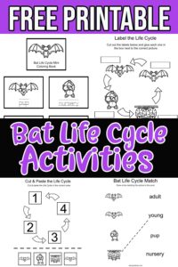 Bat Life Cycle Activities