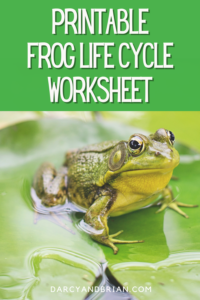 Frog Life Cycle Worksheet