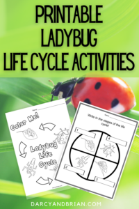 Ladybug Life Cycle Activities