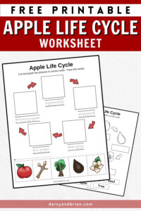 Life Cycle of an Apple Worksheet