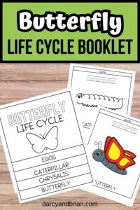 Butterfly Life Cycle Booklet