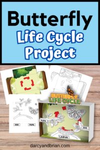 Life Cycle of Butterfly Project (Diorama)