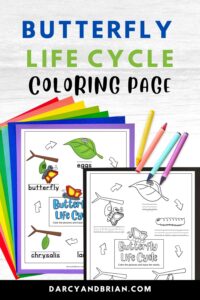 Butterfly Life Cycle Coloring Sheet